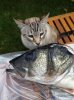 bass-10-3.jpg