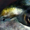 20171113-gh1125-00.jpg