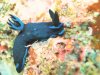 nudibranch2.jpg