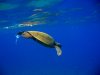 turtle.jpg