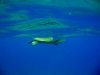 green turtle.jpg