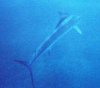 Marlin_Kealakakua2.jpg