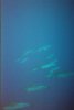 Sleeping Spinner Dolphins.jpg