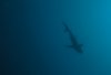 Large Shark.jpg