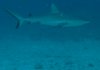 Blackfin.jpg