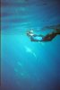 Dolphins and KC2.jpg