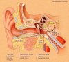 ear_diagram_1.JPG