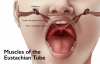 ear9-e1505853073977.png