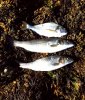 15-july-2018-2bass-and-gilt.jpg