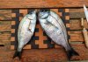 20180829-black-bream-1-10.jpg