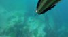 black bream 1.JPG