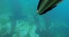 black bream 2.JPG