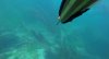 black bream 3.JPG