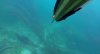 black bream 4.JPG