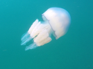 IMG_5165.PNG