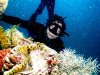 LungfishGiantClam.JPG