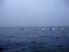 dolphins pic.jpg