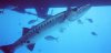 Great Barracuda.jpg