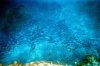 Fusiliers and Trevally.jpg
