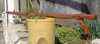 2006-03-14_184734_Mediterannea_michael_3.jpg