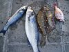 june9_bass6_plaice4_bream1_.jpg