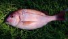 june9_bs6_pl4_br1_04.jpg