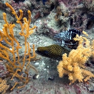 moray-eel.jpg