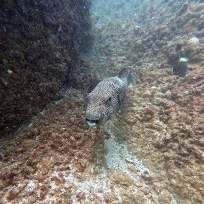 fish.jpeg