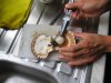 scallop.JPG