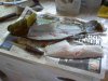 wrasse3.jpg