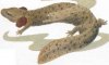 mudpuppy-small.jpg