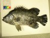 DSCN1069.JPG