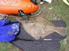 plaice.jpg