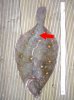 plaice-with-bite.jpg