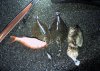 plaice rm small.jpg
