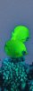 butterfly-fish.jpg