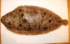 rocquaine-sole.jpg