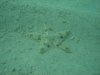 seastar.JPG
