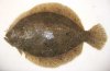 brill-101106.jpg