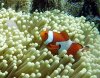 IMG_0080.1_FalseClownAnenome (Small).jpg