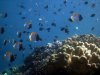 IMG_0182.1_PyramidButterflyFish (Small).jpg