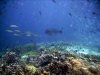 IMG_0204.1_ReefLife (Small).jpg