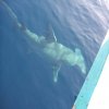 hammerhead.jpg hammerhead.jpg