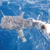 whaleshark.jpg whaleshark.jpg