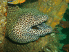 Inchcapemoray.gif