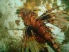 lionfish.JPG