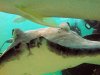 stingraycity1.jpg