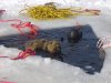 Ice Dive 2007 - Breath up.JPG