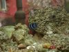 blue fish.JPG