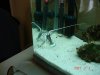crayfish.JPG